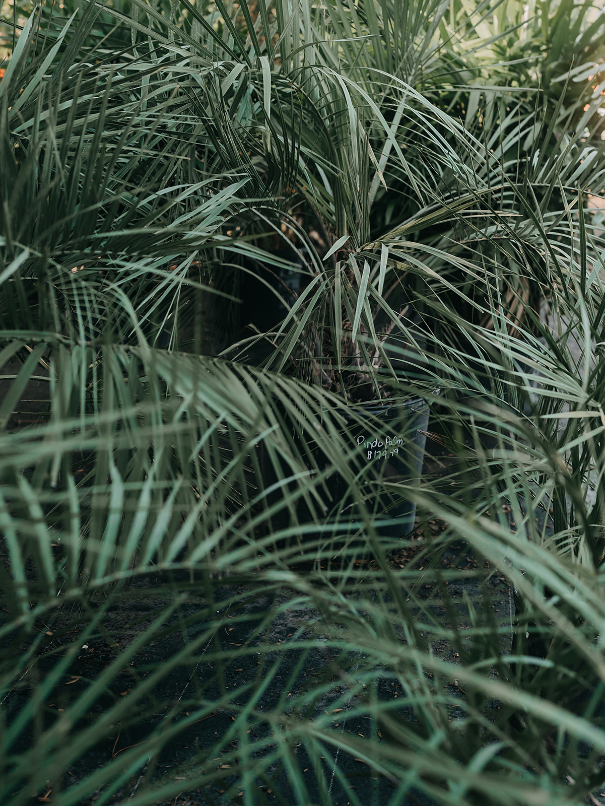 Grid Image