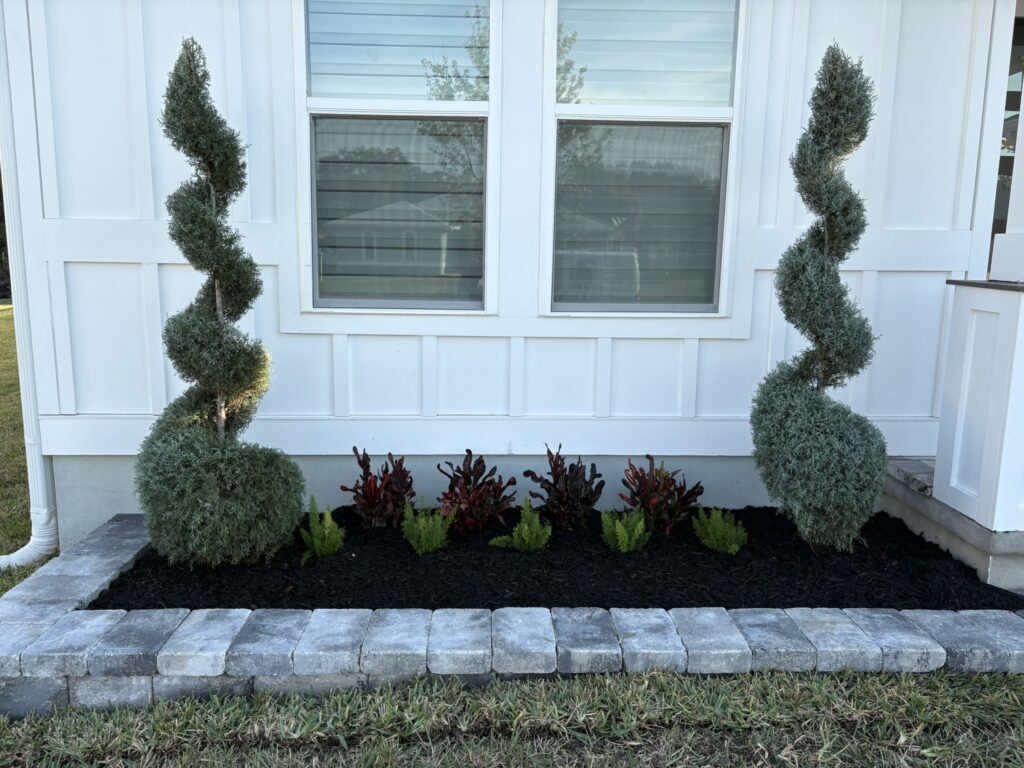 Foundation planting with spiral topiary and colorful tropical landscape plants